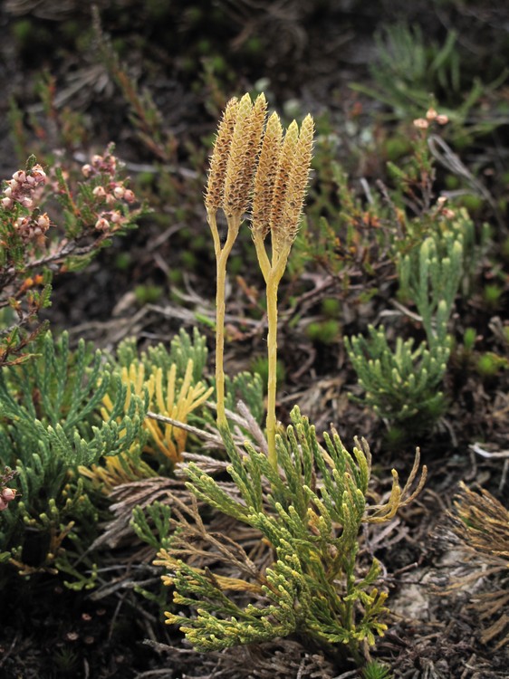 Diphasiastrum zeilleri